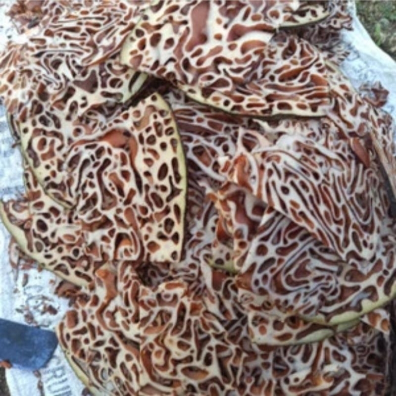 

SARANG SEMUT ASLI PAPUA 1KG BASAH