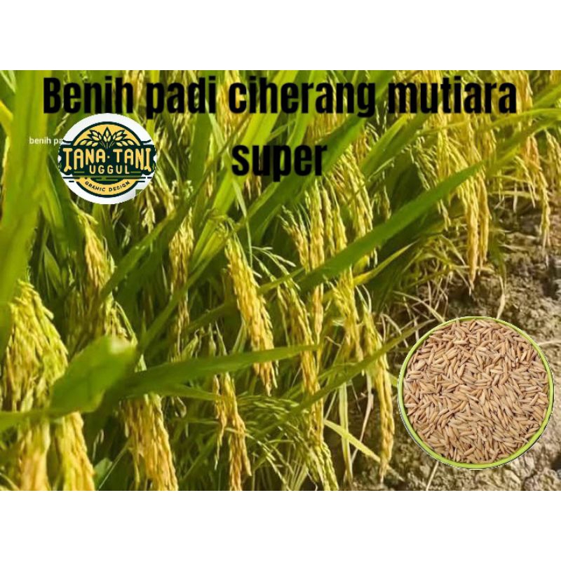 COD BENIH BIBIT PADI CIHERANG MUTIARA SUPER UNGGUL 1KG
