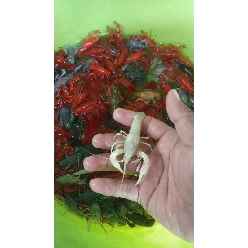 Lobster air hias