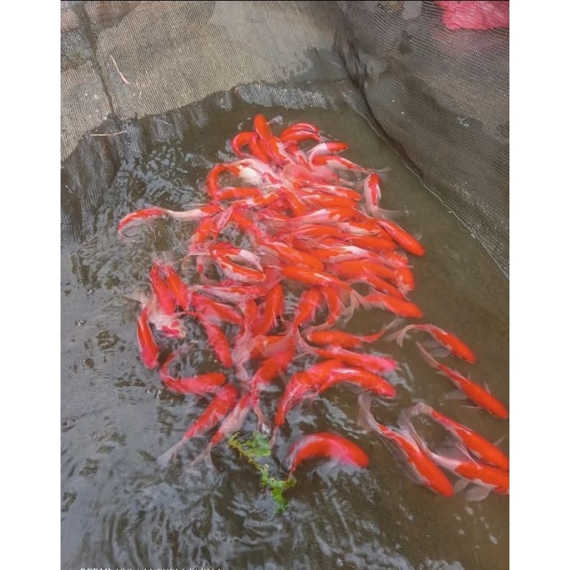 Ikan Mas Komet Slayer Besar 10-15 Cm Ikan Komet Size 15Cm Komet Merah Putih