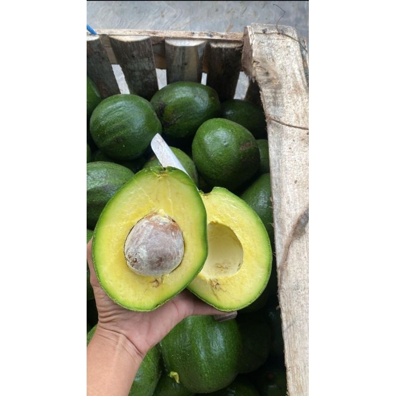 

Alpukat markus (Berat perbuah mulai dari 600-1100gr)