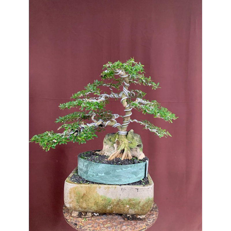 BONSAI SAENG SIMBUR