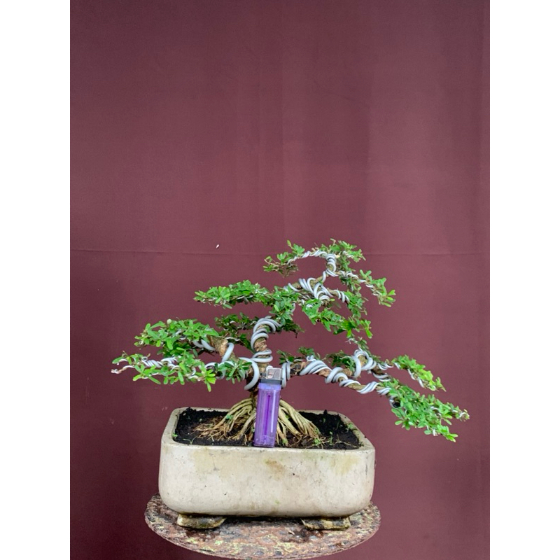 BONSAI SAENG SIMBUR