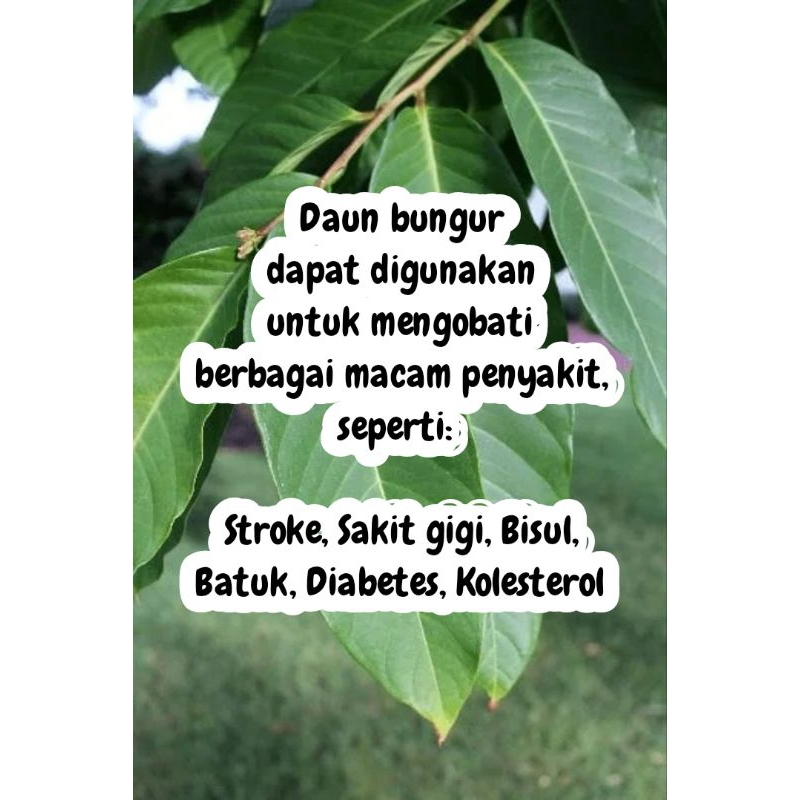 

isi 200 lembar daun bungur (Lagerstroemia speciosa)