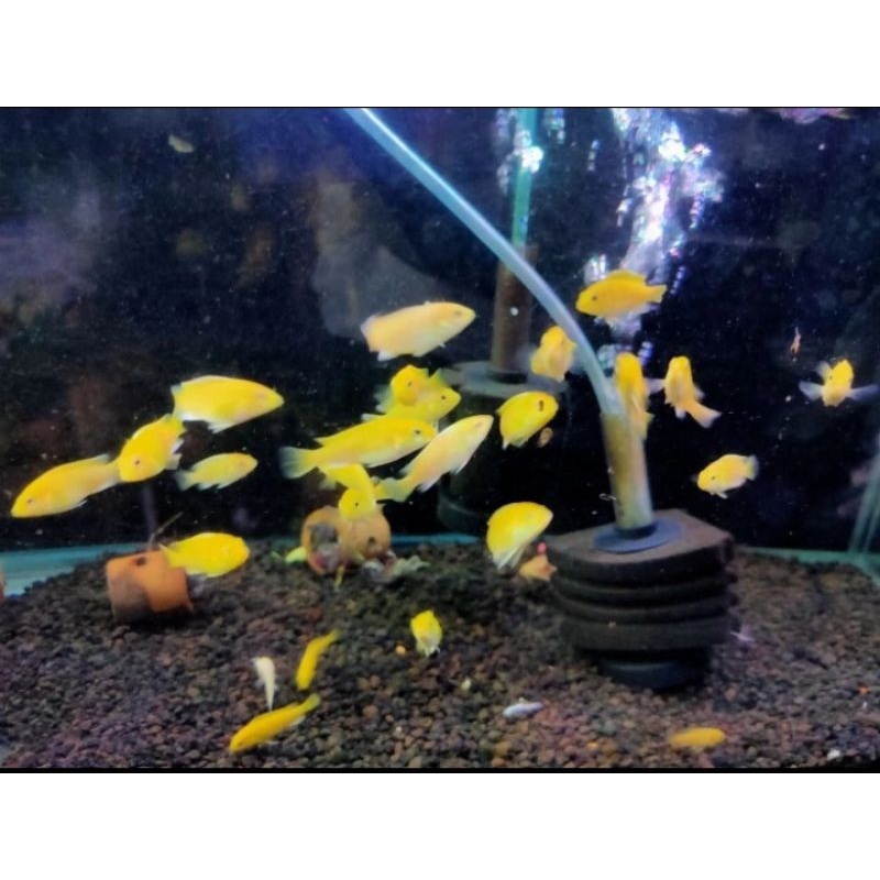 

PAKET HIASAN AQUARIUM/ LEMON GROSIR
