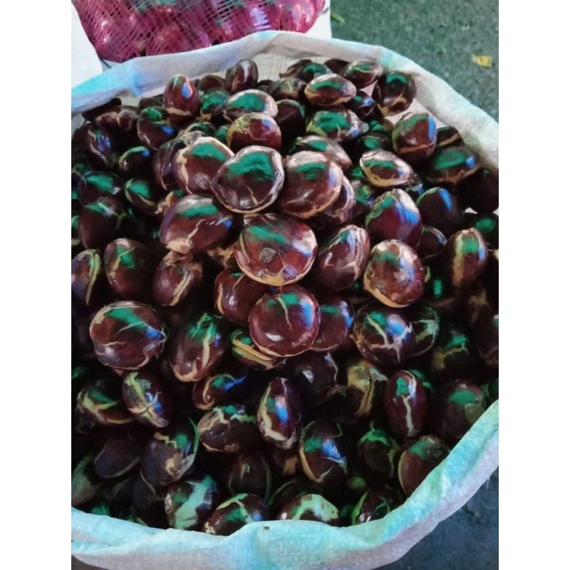 

JENGKOL TUA GEDE SUPER 1KG