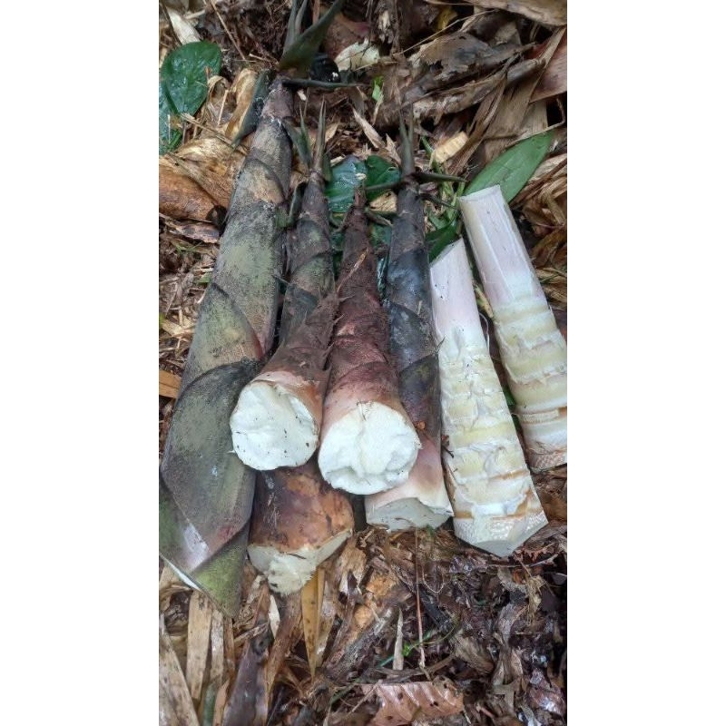 

Rebung muda segar [1kilo] Bambu muda
