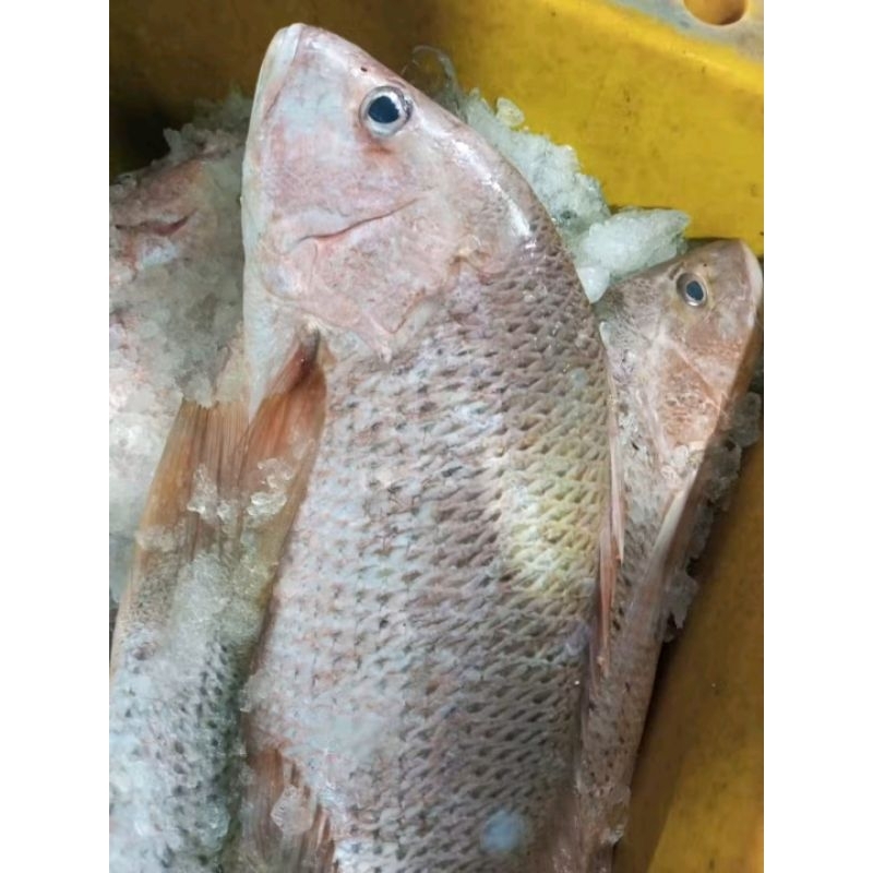 Ikan jenaha Ikan ngangas segar Ikan kakap tompel ikan Hasil laut Segar