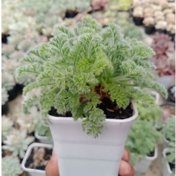 TANAMAN HIAS CAUDEX PALARGONIUM APPENDICULATUM