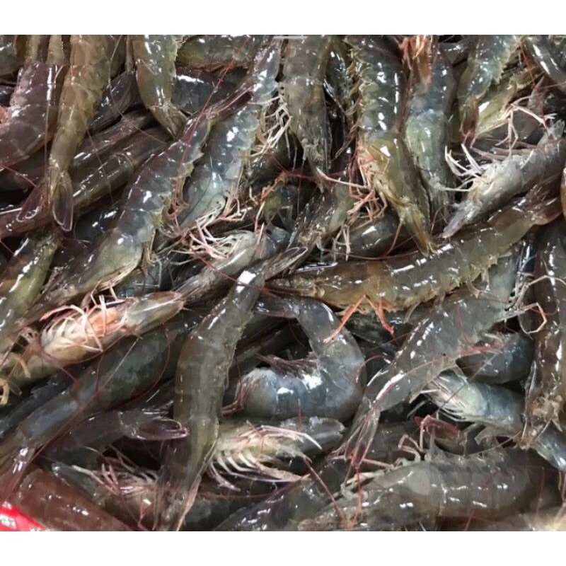 

Udang Vaname Segar Size 80/90 Ekor Fresh Frozen Kwalitas Terbaik BERGARANSI