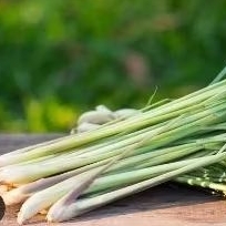 

SERAI/SEREH DAPUR SEGAR BISA JUGA BUAT RAMUAN JAMU