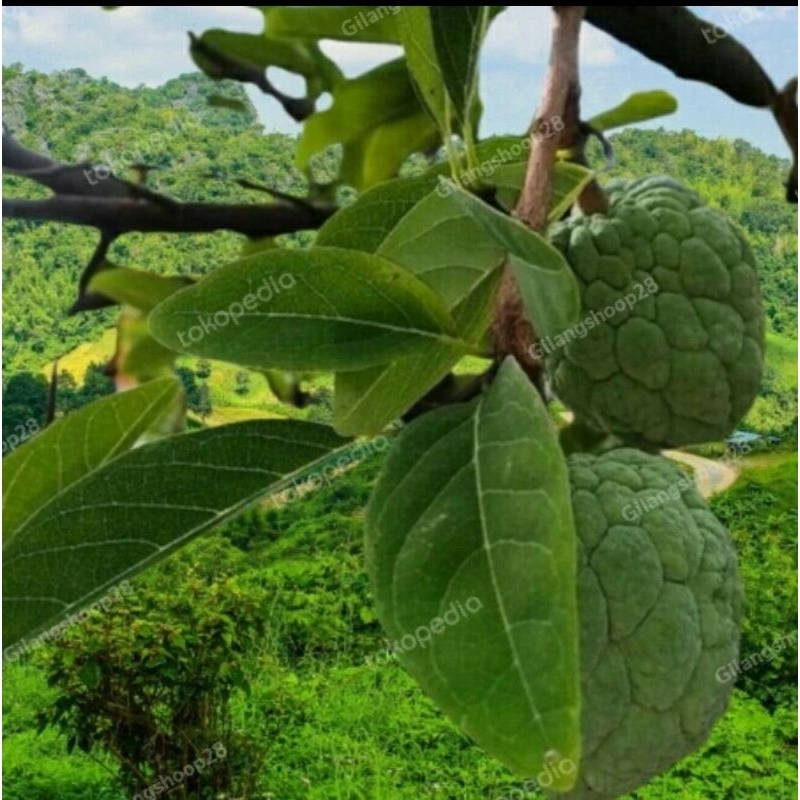 

JUAL DAUN SRIKAYA SEGAR HERBAL