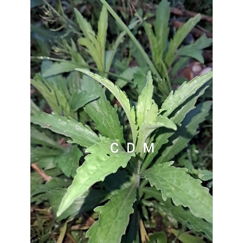 

daun jalintirsegar atau daun jeletrek obat herbal alami