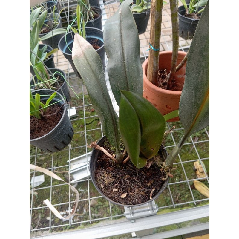 Bulbophyllum Adelphideum