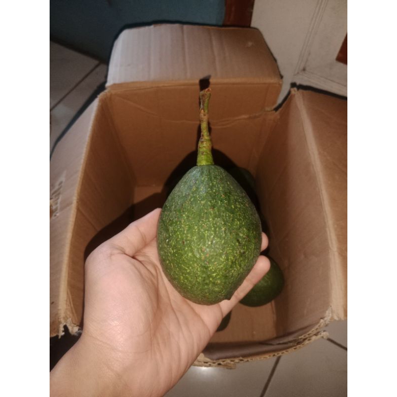 

Alpukat Hass isi 1kg Freshh kebun sendiri