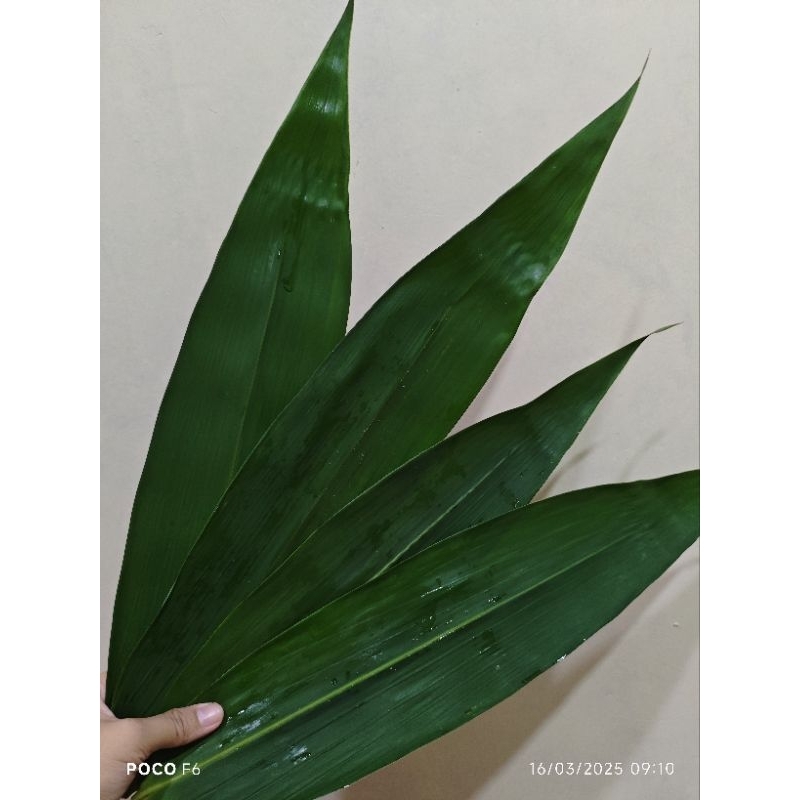 

Daun Bambu Segar Untuk Bungkus Bacang Siap Petik 100 pcs