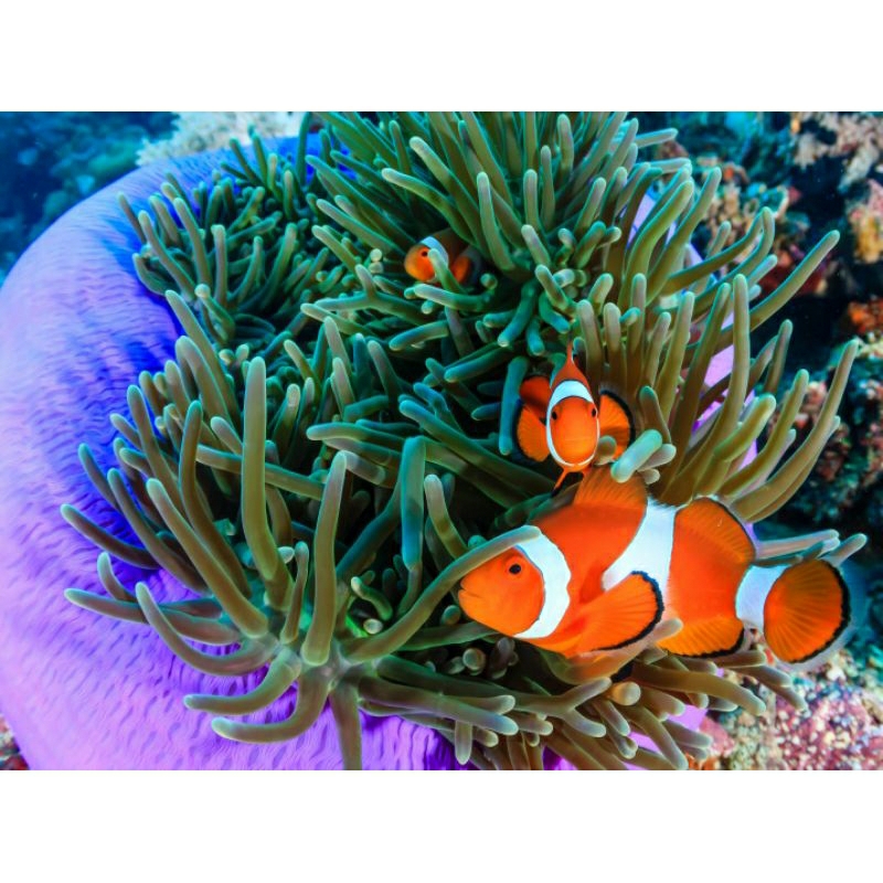 

RUMAH IKAN NEMO/ ANEMON CLOWN HIJAU