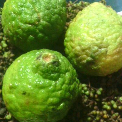 

Jeruk Jungga Ute Jungga Asam Jungga Naniurai Jeruk Sunday Per-Biji Ukuran Besar