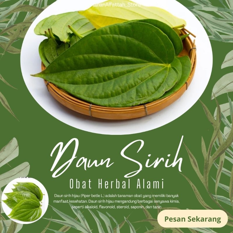 

Daun Sirih Segar Obat Herbal per 10 lembar