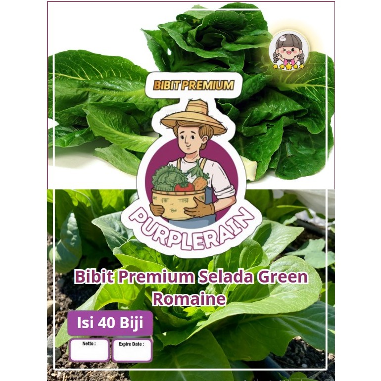 Bibit Premium Selada Green Romaine | Benih Selada Green Roman