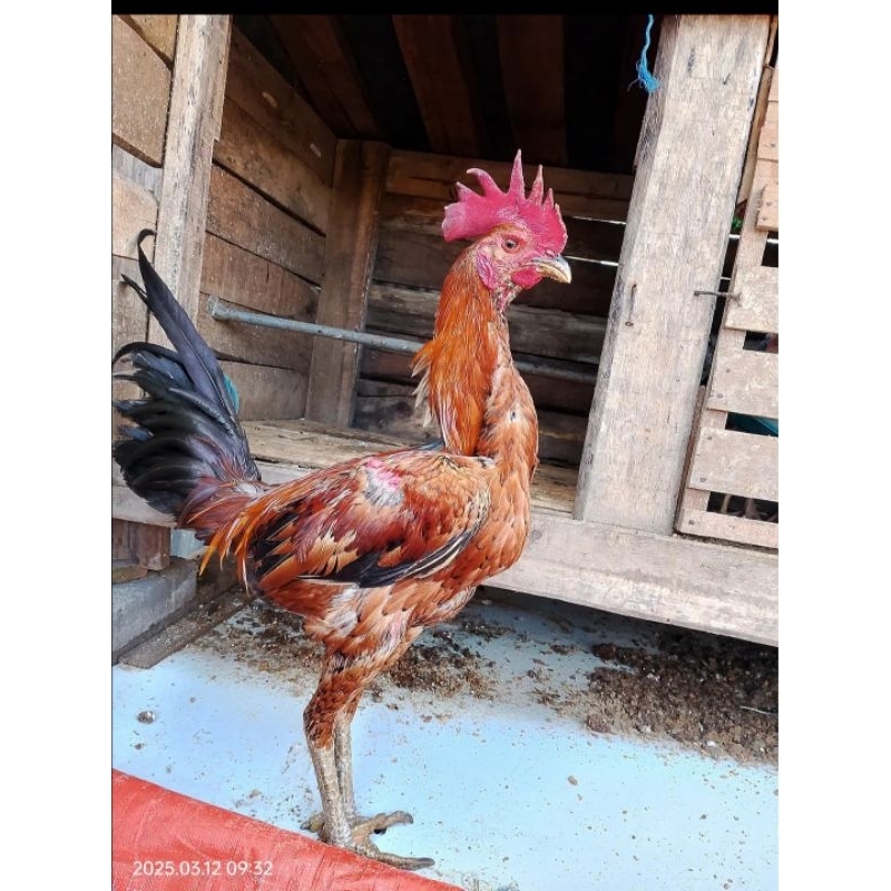 Telur fertil ayam pama ninja