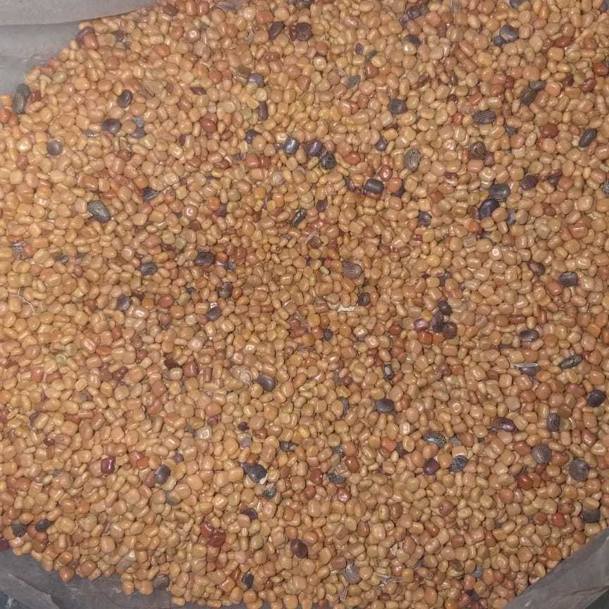 Benih Biji Kacang CM (Calopogonium Mucunoides) Cover Crop
