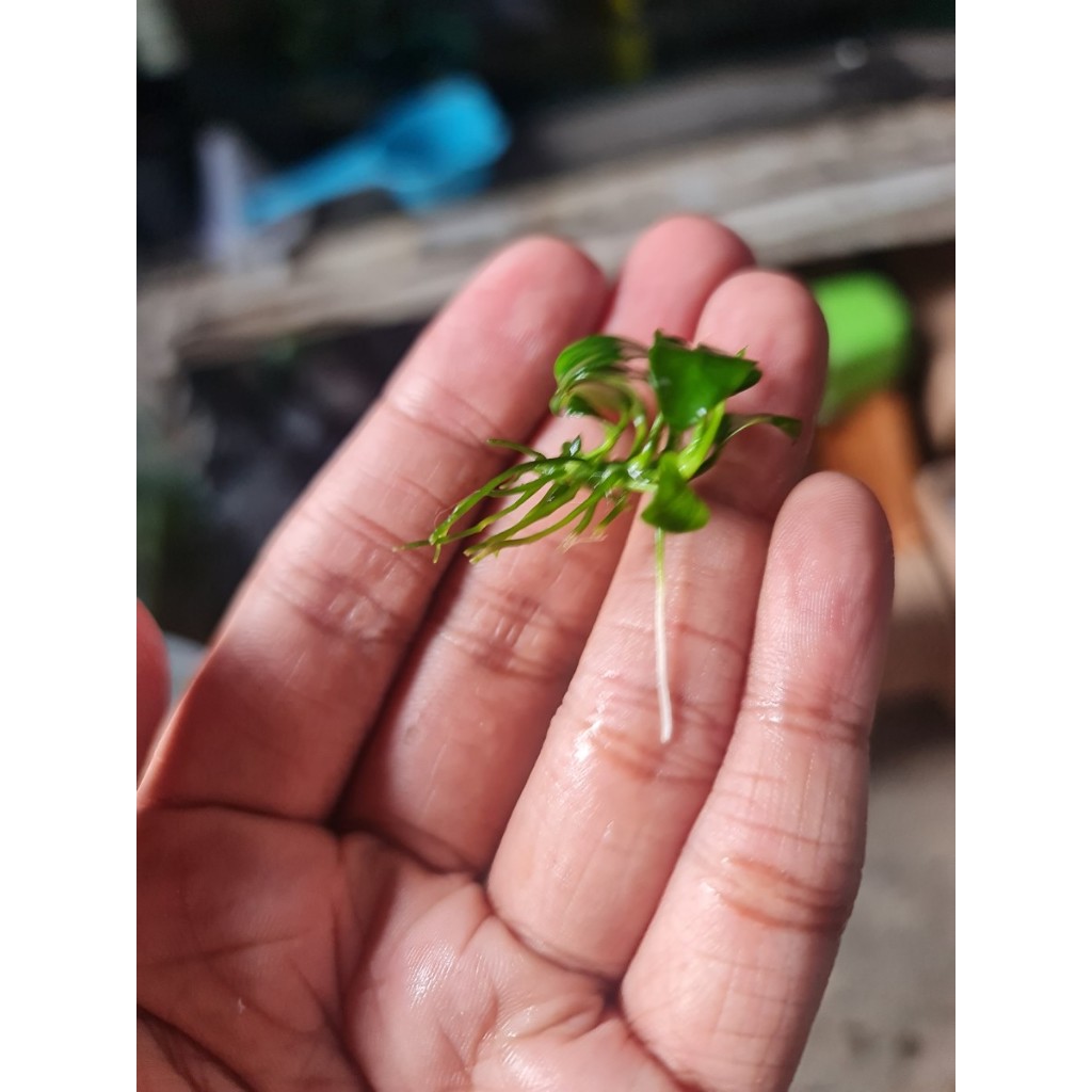 Tanaman Aquascape Anubias Petite / Anubias Petit / Anub Petit