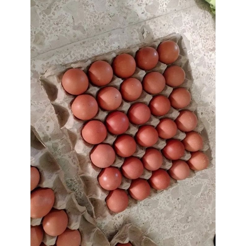 

Telur coklat Super 1KG fresh