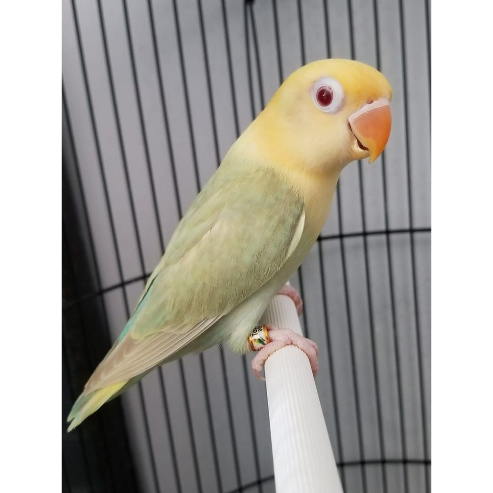 Burung Lovebird Biola Parblue PF Mata Merah