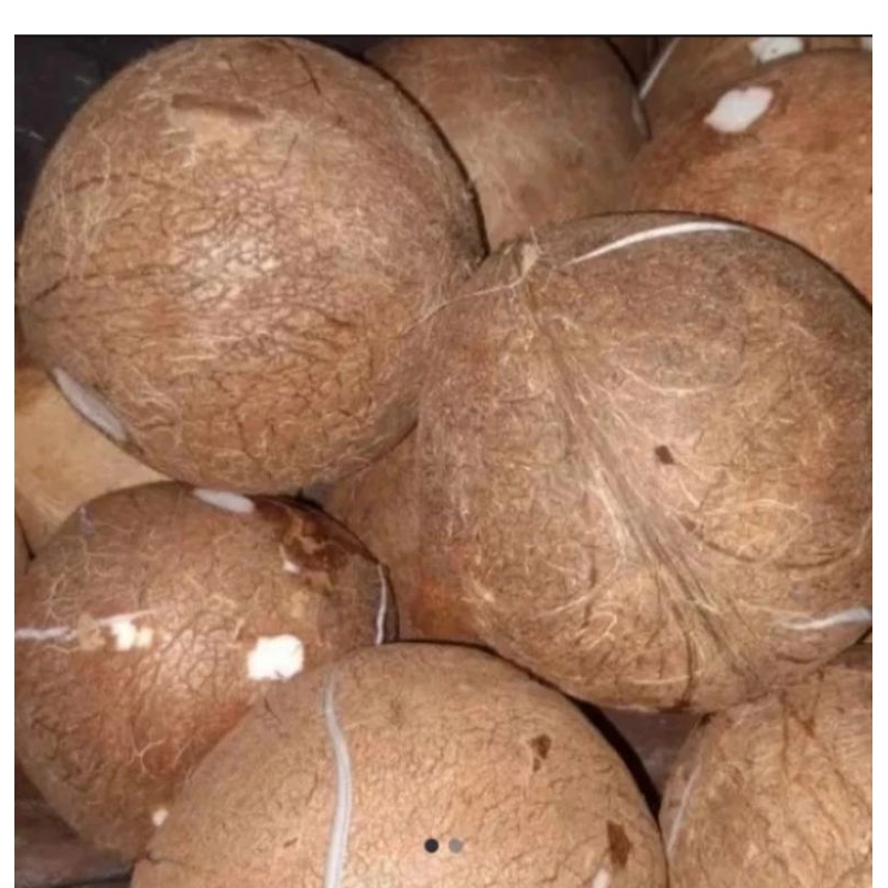 

Termurah kelapa kupas bersih perbutir