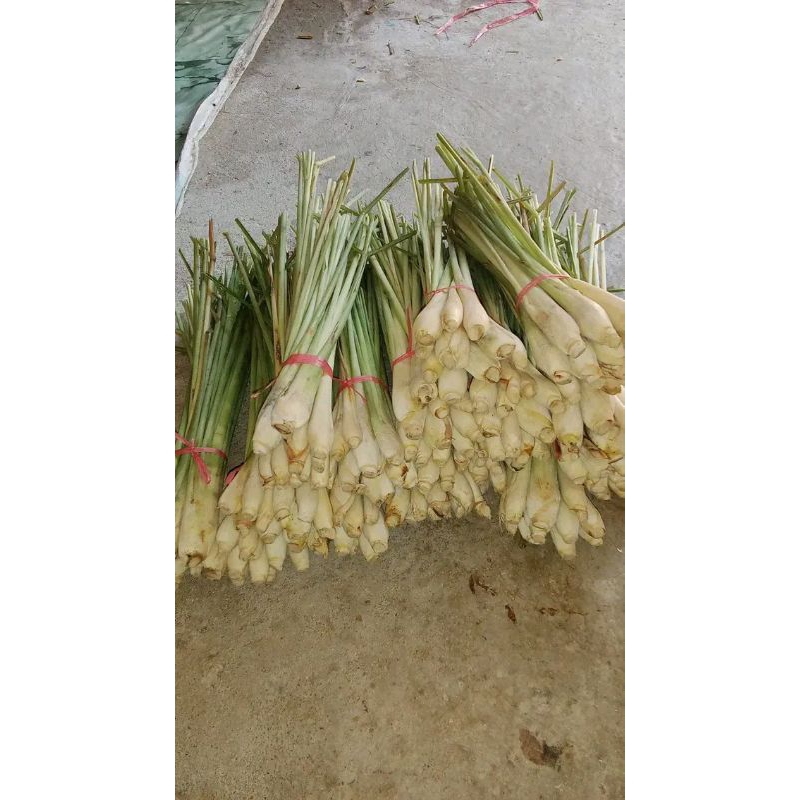 

Serai super ,serai jumbo ,sereh segar (batang sereh serai)500g