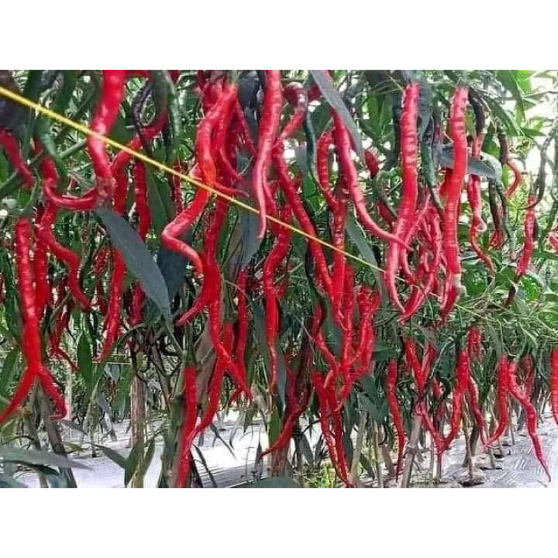 [STOK TERBARU] BENIH CABAI/CABE KERITING KITAVI F1 (10gr) - YOU SEED