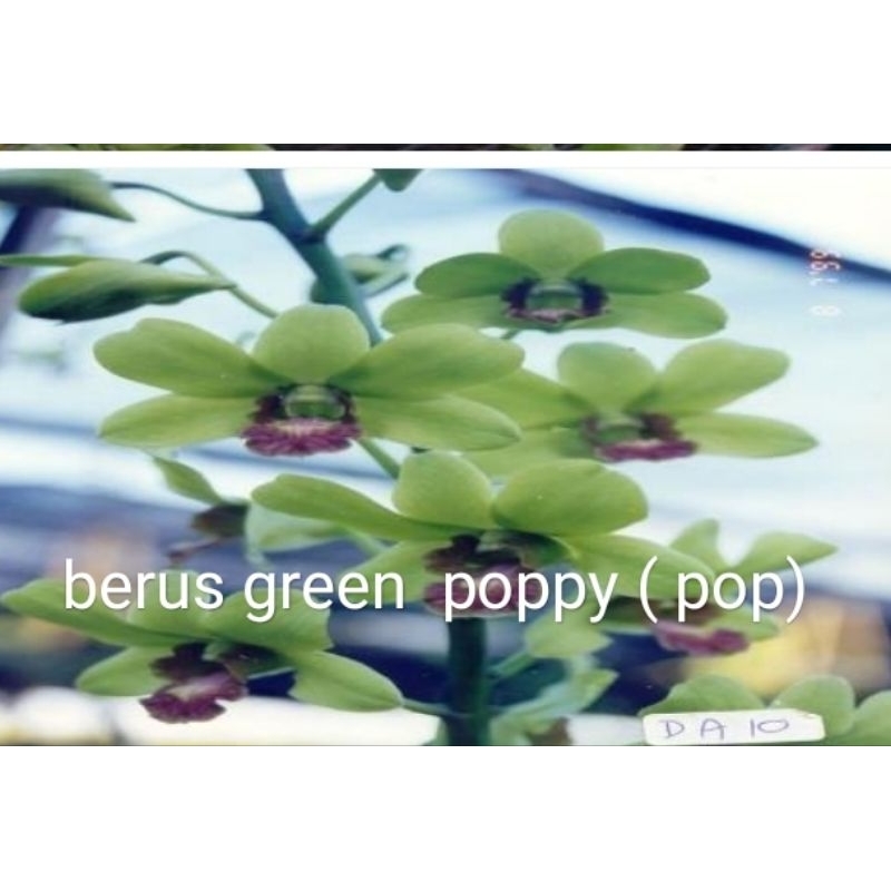 anggrek dendrobium ID POP