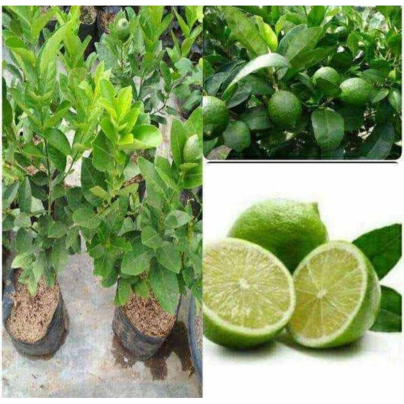 bibit jeruk nipis okulasi cepat berbuah