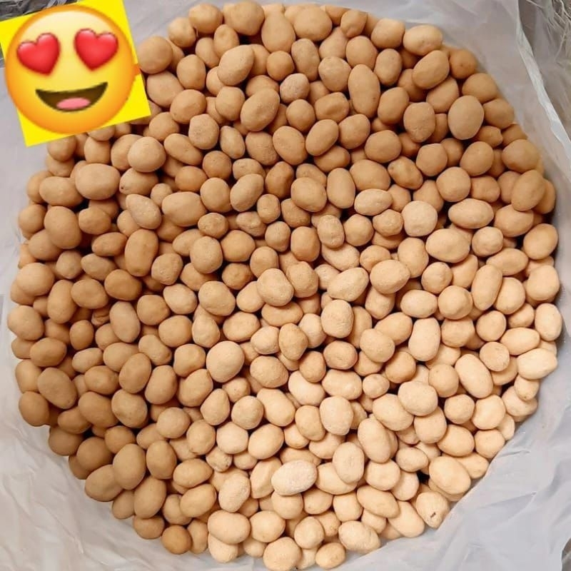 

Kacang atom SP kacang atom satelit palapa