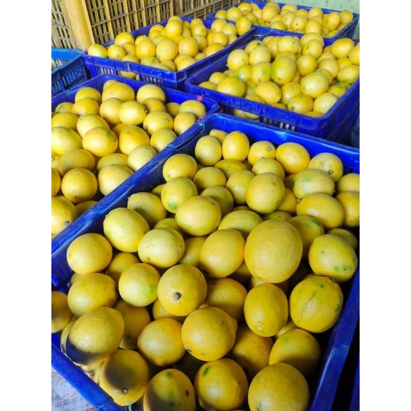 

jeruk lemon segarrr 1 kg
