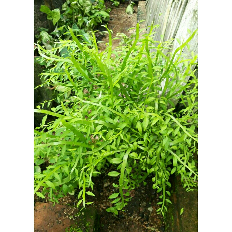 (Ukuran Besar Sudah Berakar) Tanaman Hias Asli/Bukan Palsu/Unik/Langka/Daun Anti Rontok