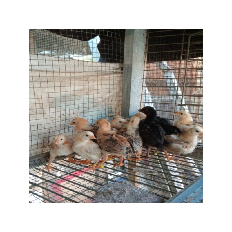 doc ayam philipin sweater ( unisex)