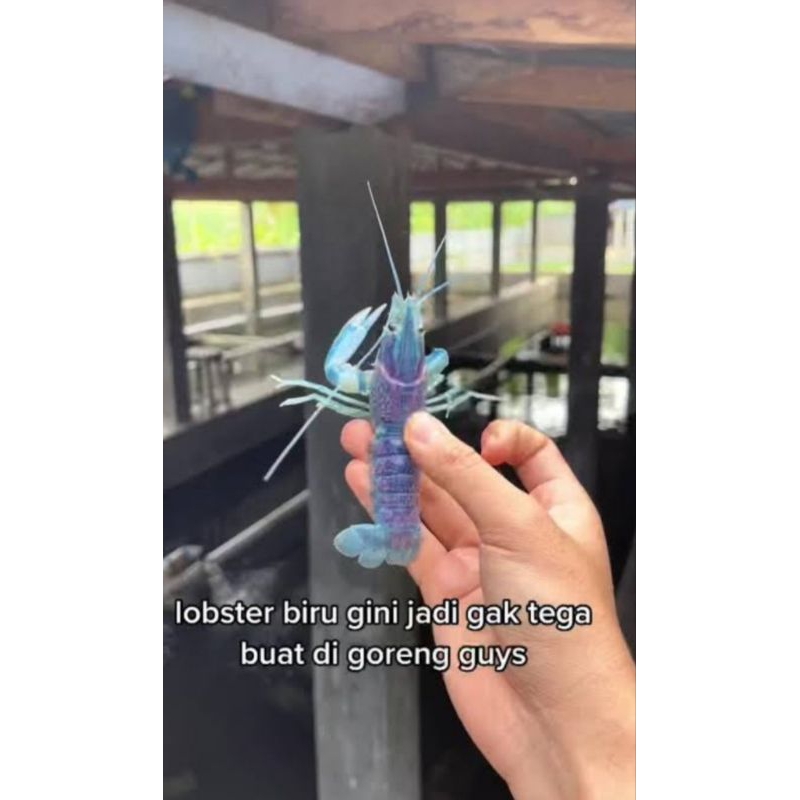

lobster air tawar budidaya biru redclaw