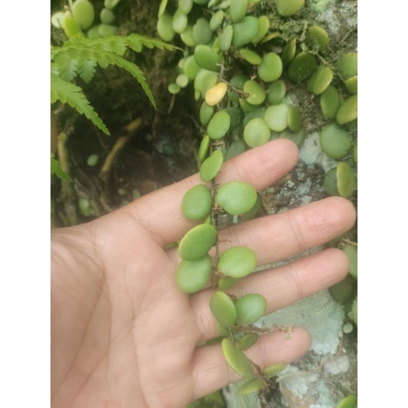 

Daun Sisik Naga atau Daun Picisan Fresh Untuk Penyakit Kulit