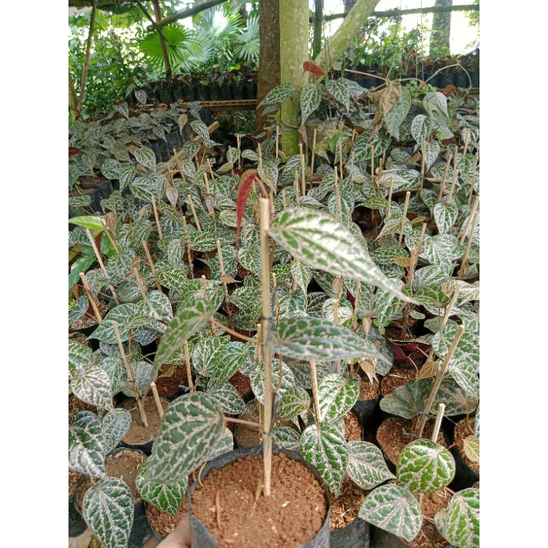 sirih wulung