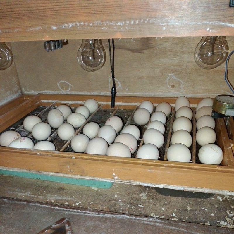 telur pakhoy aswindam drumband garansi fertil