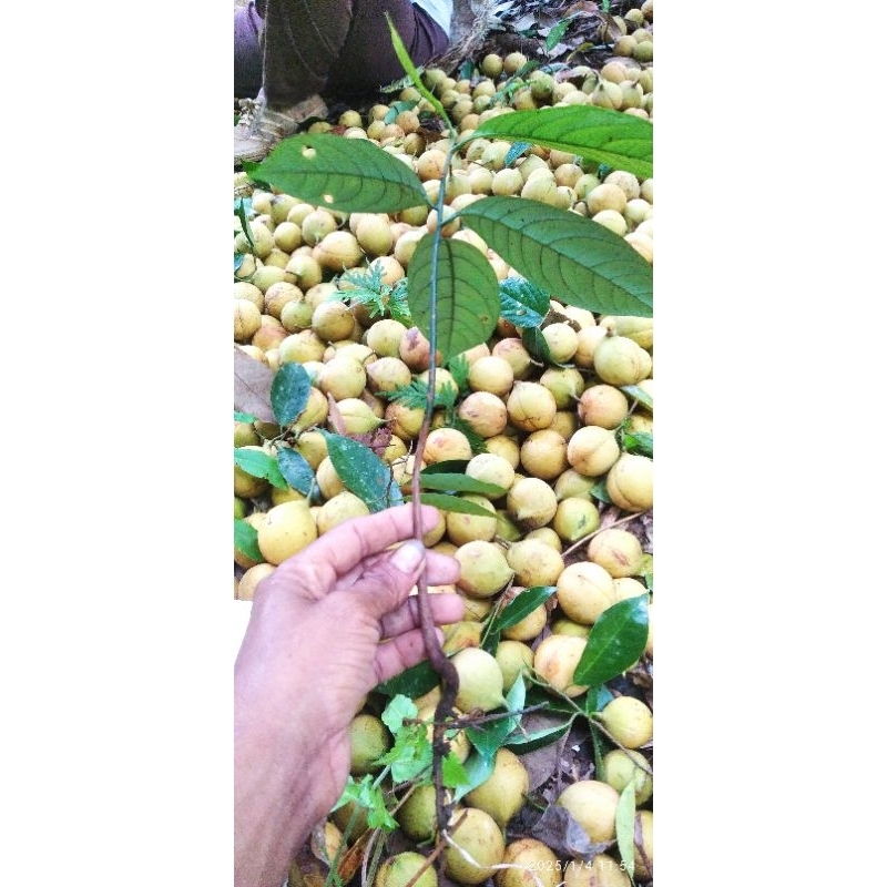 

pala muda segar/sama kulitnya 1kg