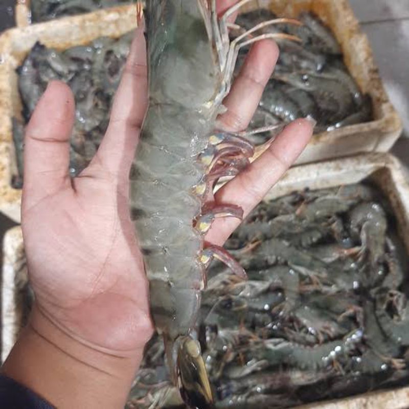 

Udang Pancet Segar Size 25-30 1kg / Udang Pancet Segar 1kg / Udang Pancet / Udang Windu / Udang Tiger / JABODETABEK