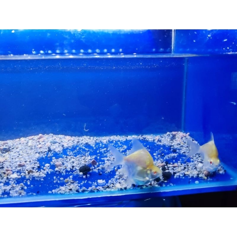 ikan kaviar short body grade A