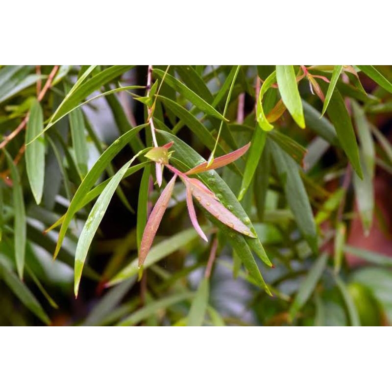 

Murah daun kayu putih segar (500g)