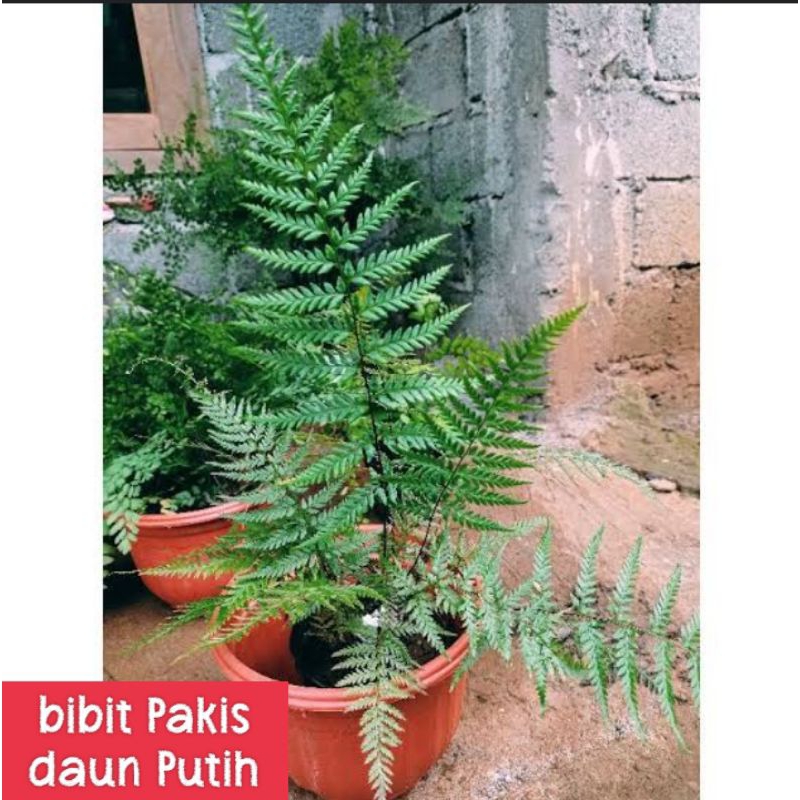 PAKIS DAUN PUTIH, PAKIS HIAS , TANAMAN HIAS ,TANAMAN PAKIS HIAS