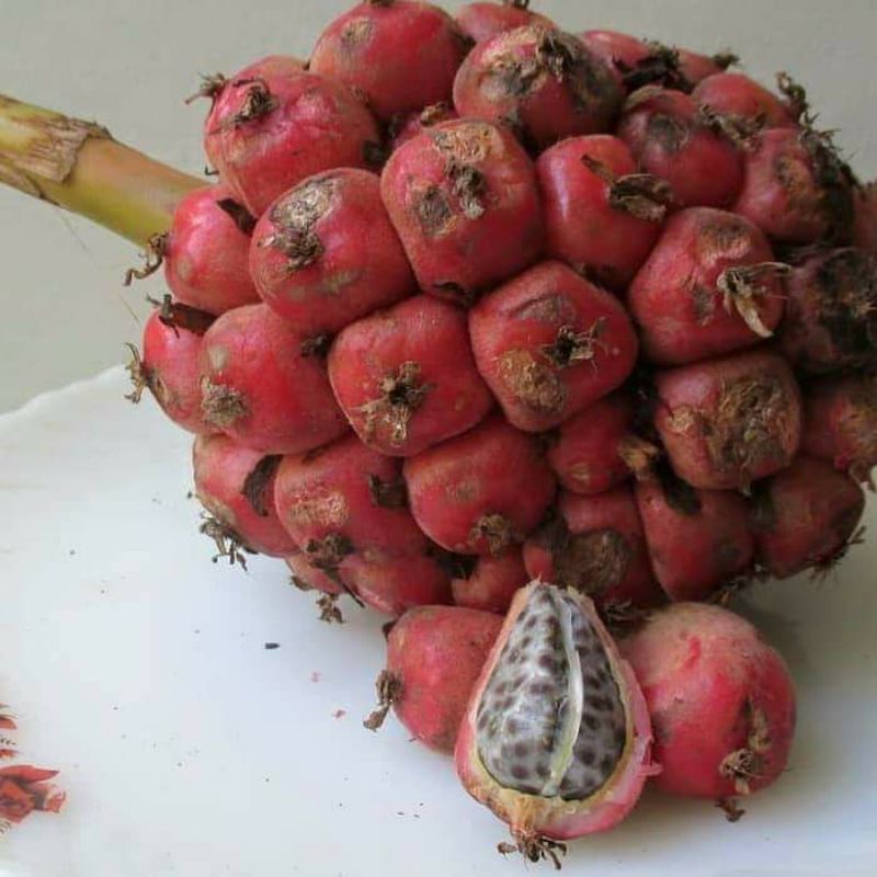 

(Termurah) 1kg Buah Umbi kecombrang Buah Honje Buah Langka Honje