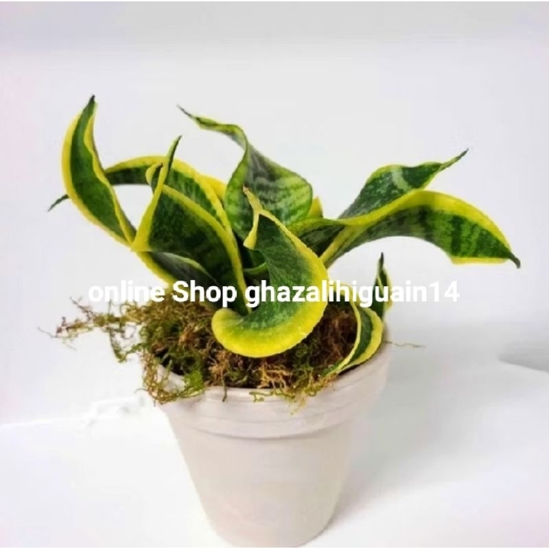 tanaman hias Sensivera Twister - bibit tanaman hias sensivieria twister