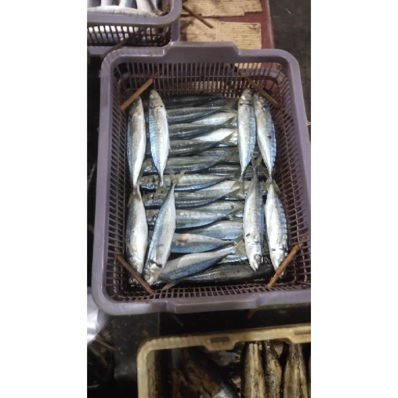 

Ikan Cue Layang isi 3 ekor